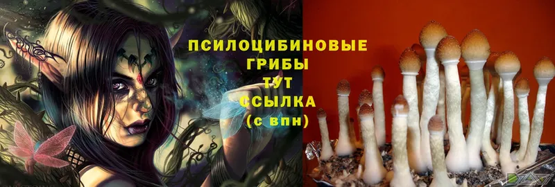 Псилоцибиновые грибы Cubensis  Салават 